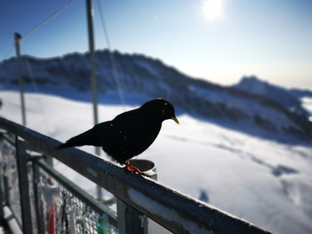 D4: Jungfraujoch | 瑞士好好露 | 旅遊 露營 跑山 跑步 運動 水上活動 | Hidy Chan | hidychan.com