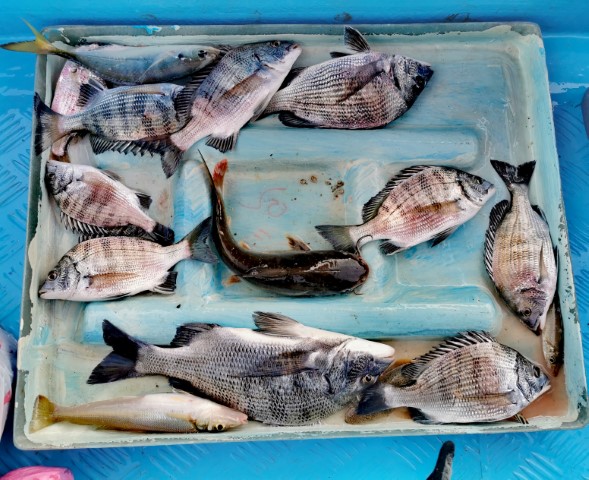  | 初次釣魚 | 旅遊 露營 跑山 跑步 運動 水上活動 | Hidy Chan | hidychan.com
