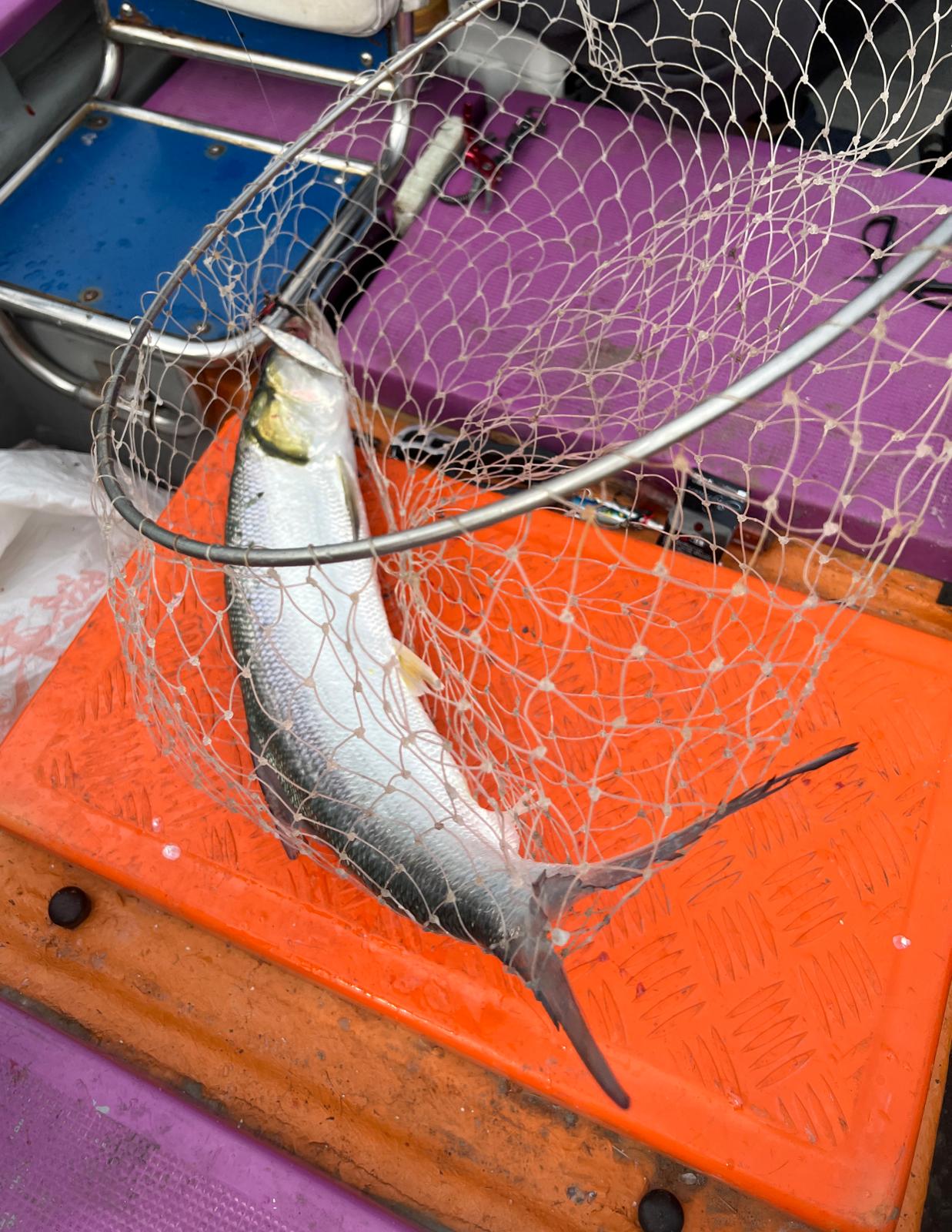  | 三聖釣魚 | 旅遊 露營 跑山 跑步 運動 水上活動 | Hidy Chan | hidychan.com