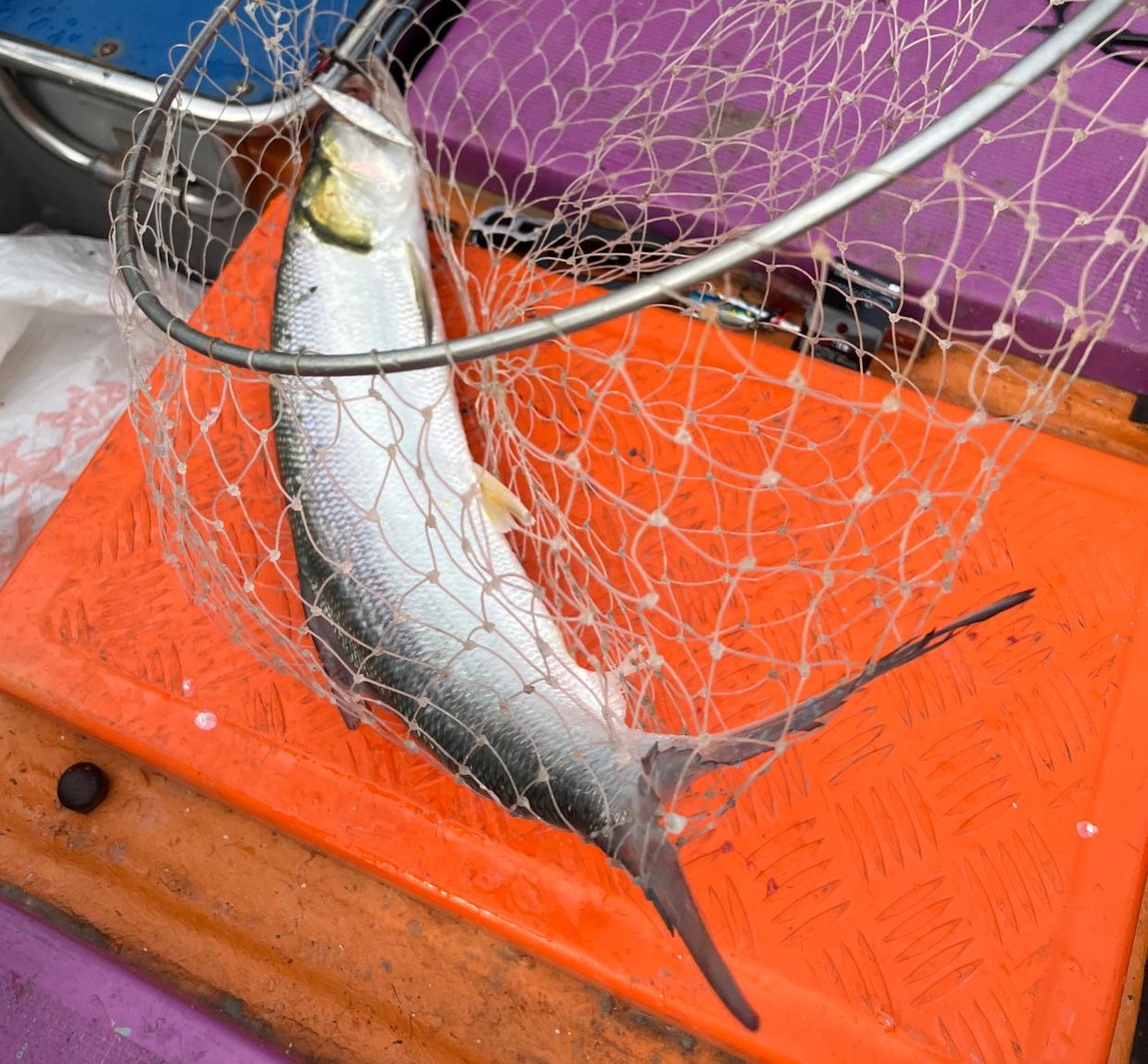 三聖釣魚 | 本地 | 旅遊 露營 跑山 跑步 運動 水上活動 | Hidy Chan | hidychan.com