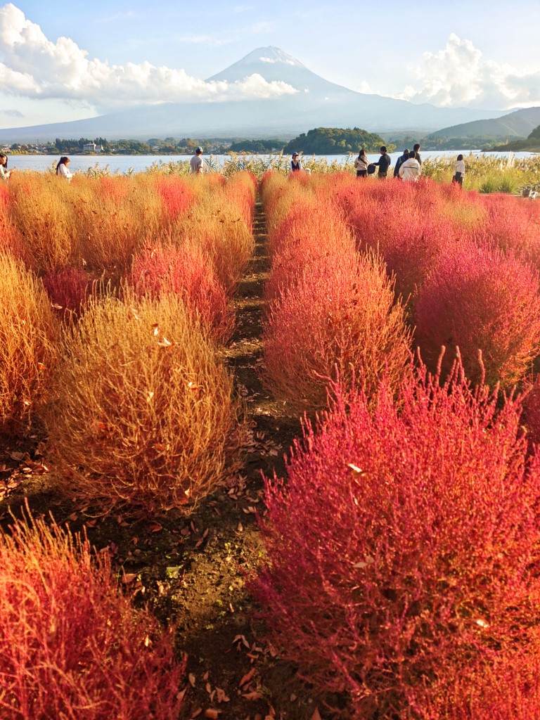 田貫湖>本栖湖>精進湖>西湖 | 六條蛋散富士山自駕遊 | 旅遊 露營 跑山 跑步 運動 水上活動 | Hidy Chan | hidychan.com