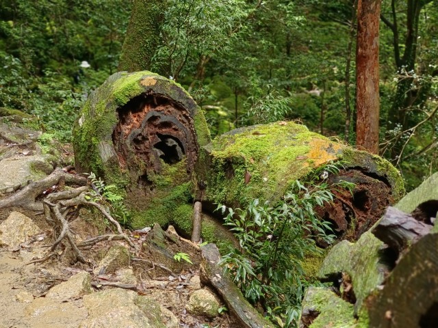 D1: 白谷雲水峡 > 白谷山荘 | 玩盡日本全九州 | 旅遊 露營 跑山 跑步 運動 水上活動 | Hidy Chan | hidychan.com