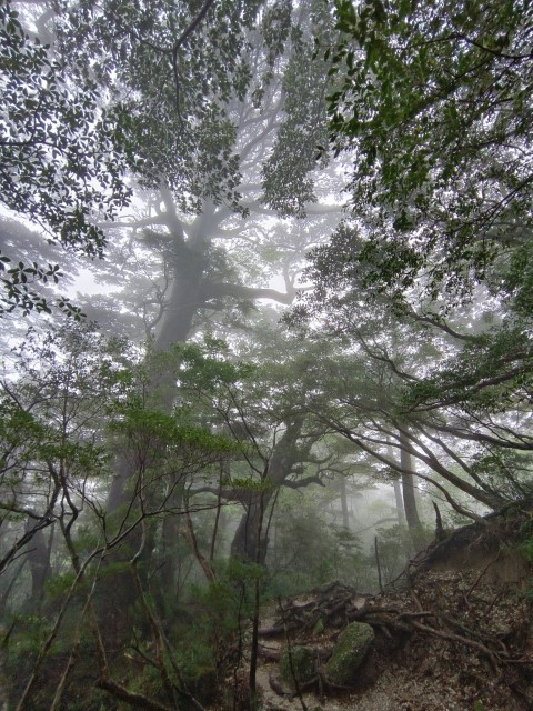 D3: 淀川避難小屋 > 淀川登山口 | 玩盡日本全九州 | 旅遊 露營 跑山 跑步 運動 水上活動 | Hidy Chan | hidychan.com