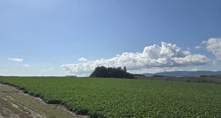 美瑛 | 有一種增肥叫北海道 | hidychan.com