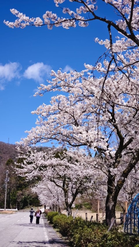 富山市 | 五條蛋散自駕名古屋立山 | hidychan.com
