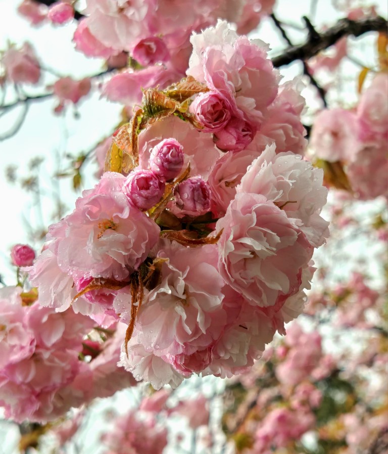 富山市 | 五條蛋散自駕名古屋立山 | hidychan.com