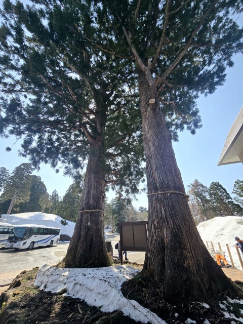 室堂雪牆 | 五條蛋散自駕名古屋立山 | hidychan.com