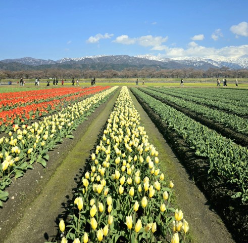 春の四重奏 | 五條蛋散自駕名古屋立山 | hidychan.com