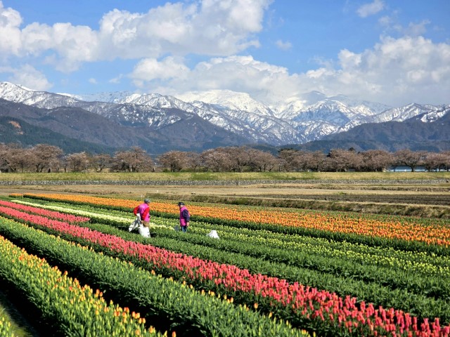 春の四重奏 | 五條蛋散自駕名古屋立山 | hidychan.com