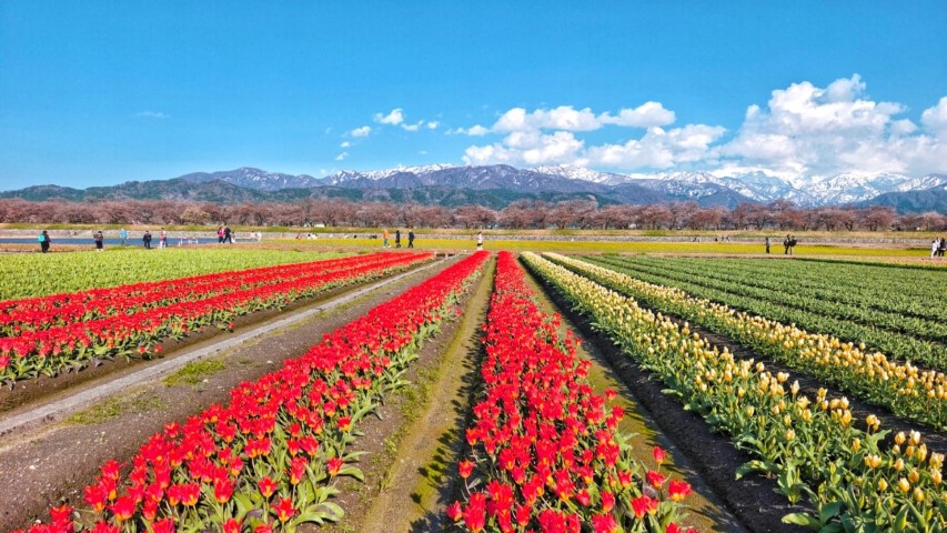 春の四重奏 | 五條蛋散自駕名古屋立山 | hidychan.com